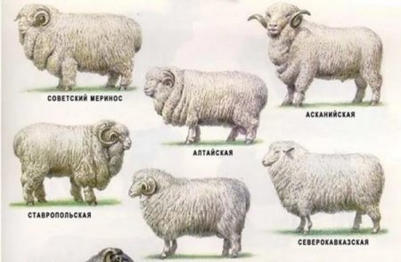 Сколько весит баран?